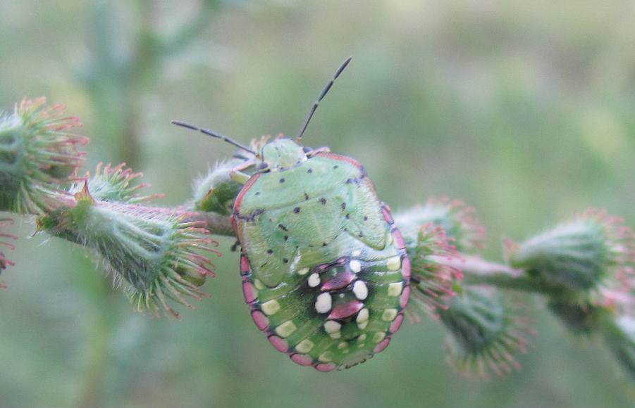 Pentatomidae: ninfa di Nezara viridula del Piemonte (BI)